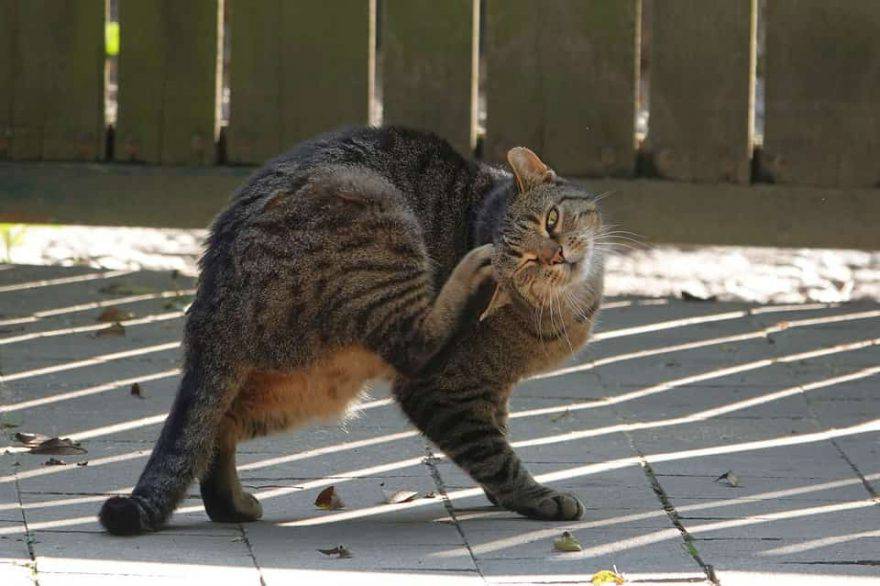 parassiti del gatto