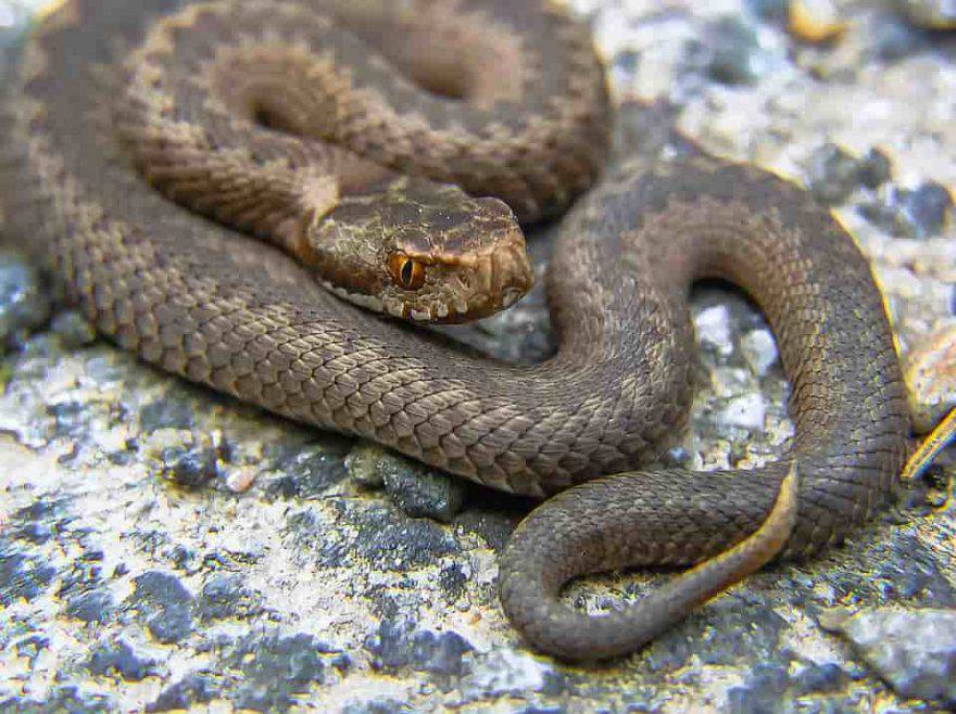 cane morso serpente
