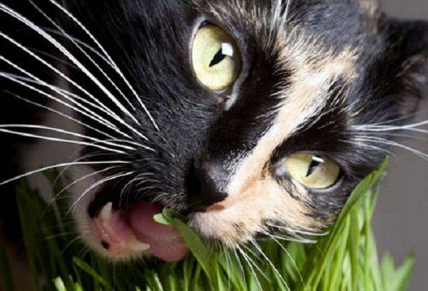 piante tossiche per i gatti