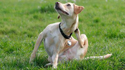 cani collare antiparassitario