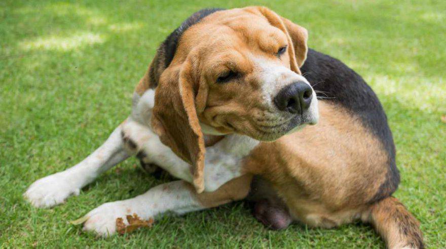Pulci e zecche nel cane