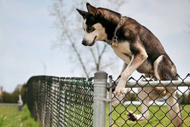 cani che scappano
