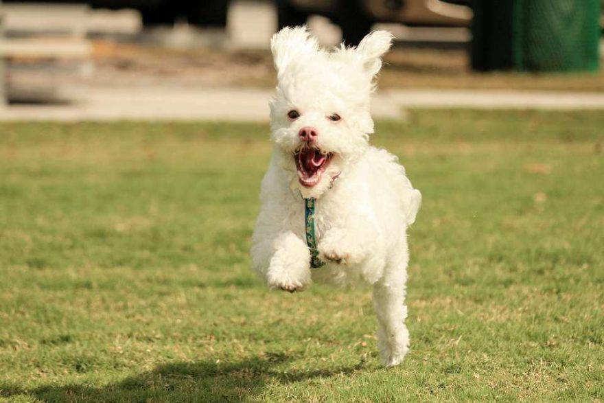Cani ed emozioni