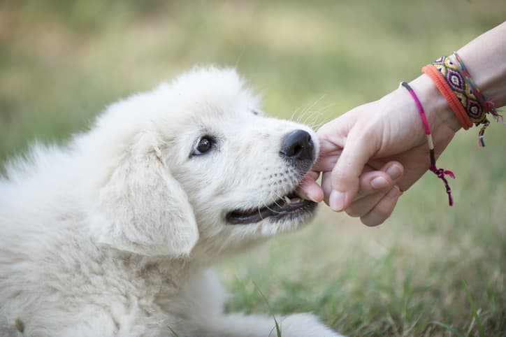 cucciolo cane cresce
