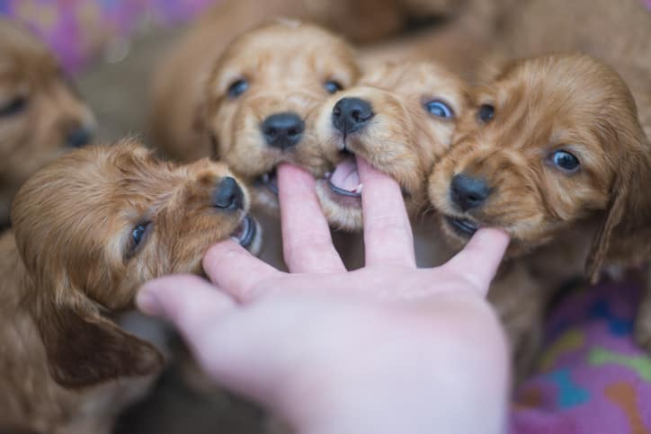 il cucciolo di cane morde