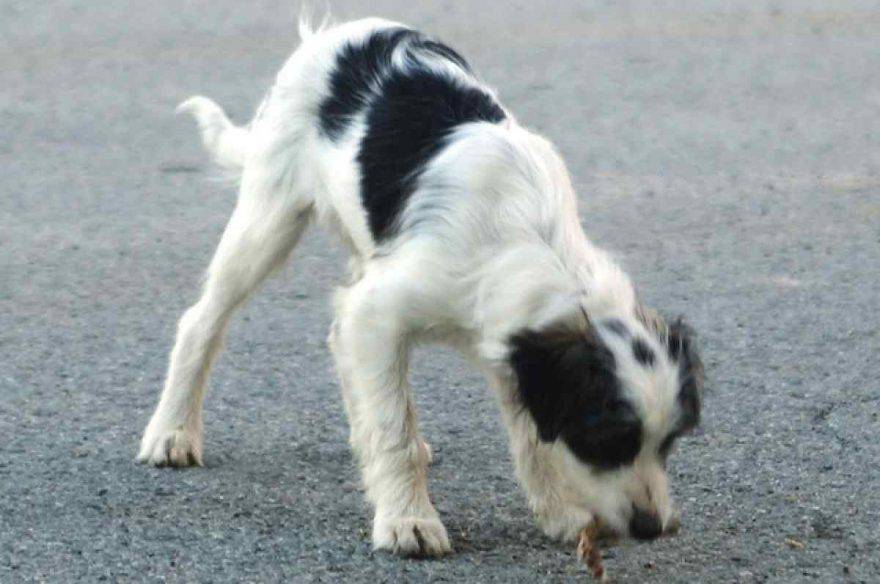 cane mangia ogni cosa 