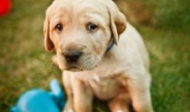 cane fa pipì addosso