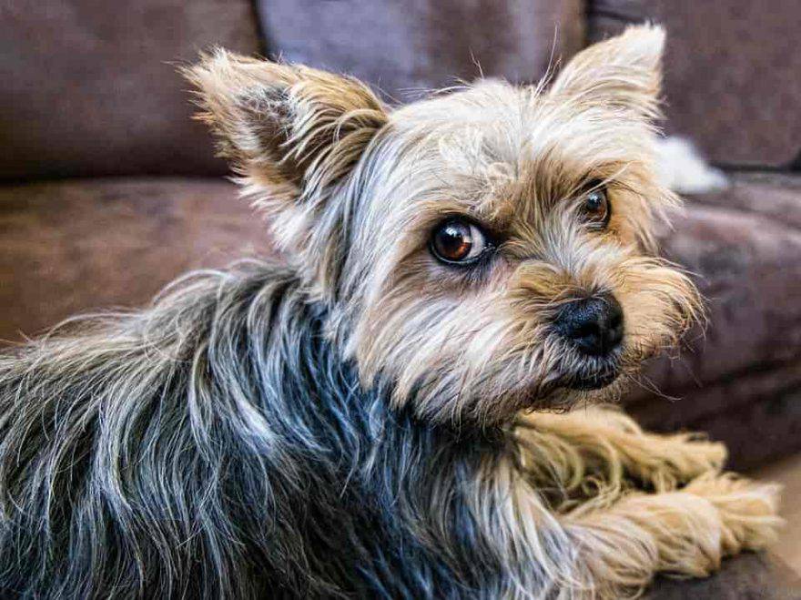 carattere del cane