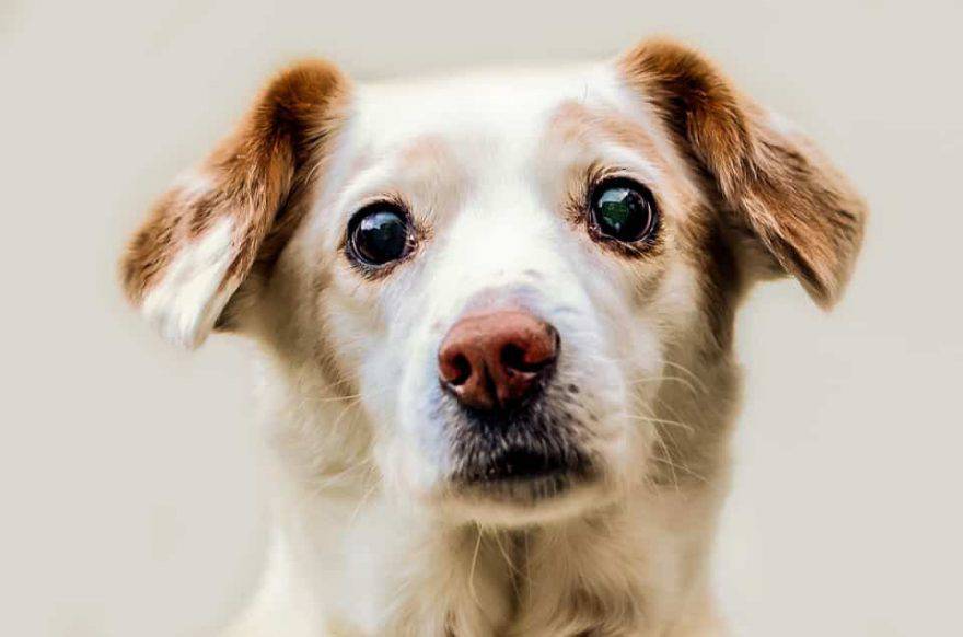 cane carattere emozioni