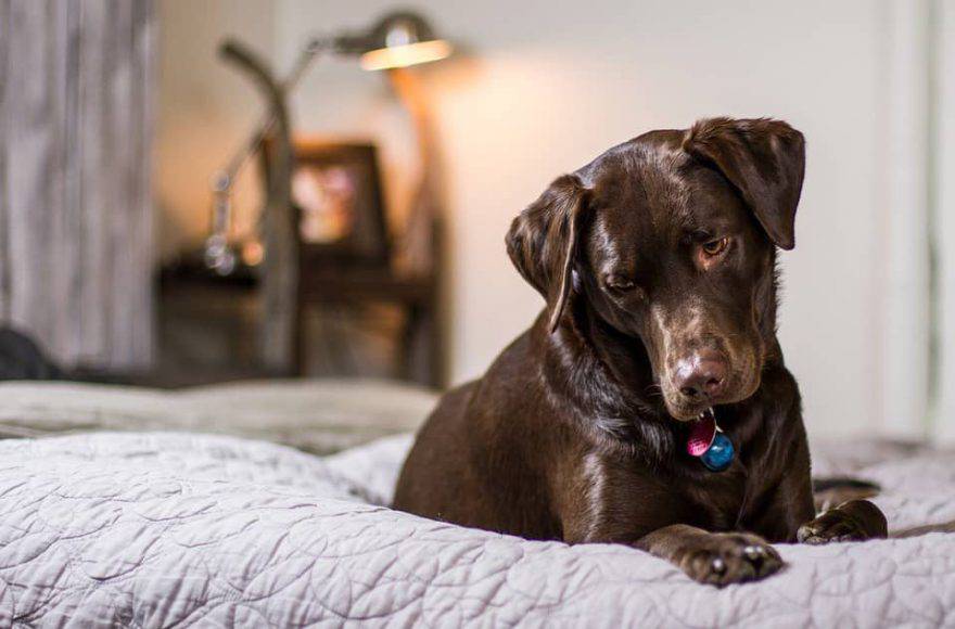 cane carattere cambiamenti