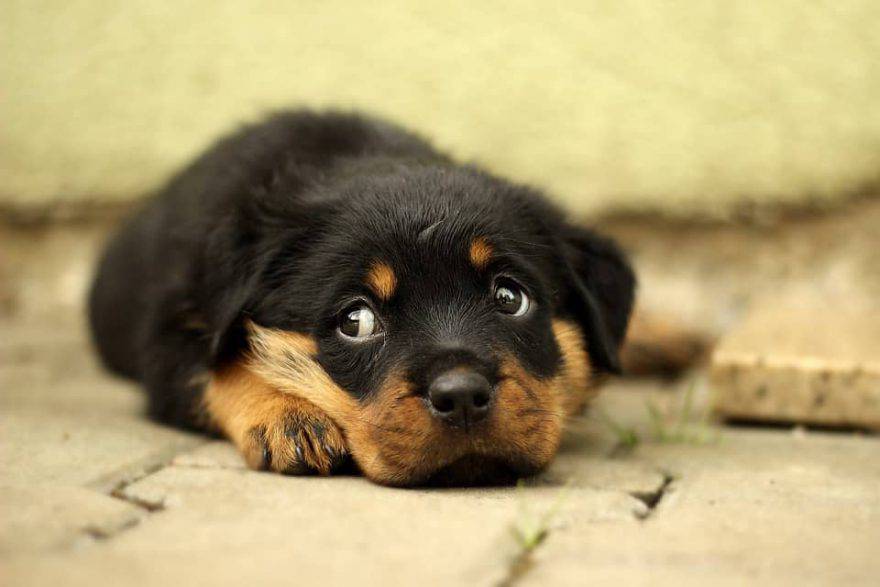 cane triste