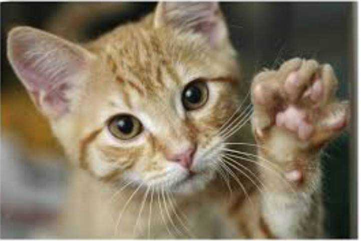 gatto animale guida