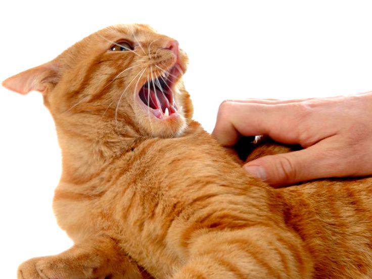 il gatto non vuole essere accarezzato sulla pancia