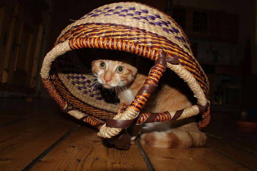 gattino impaurito