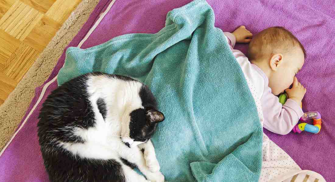 gatto neonato rapporto