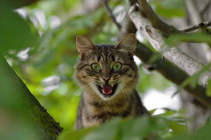 il gatto ha paura di me
