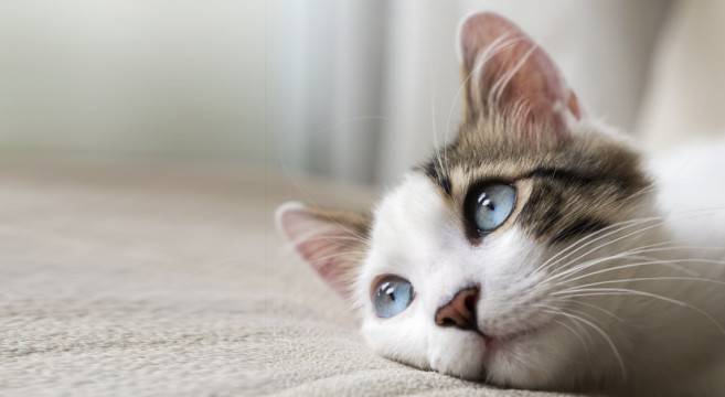 Gatto solo in casa: per quanto tempo?