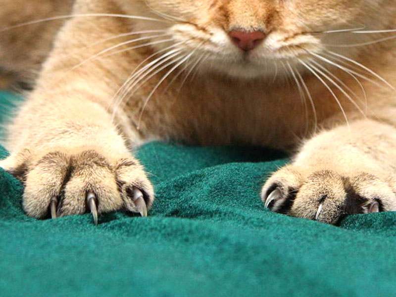 unghie gatto graffi