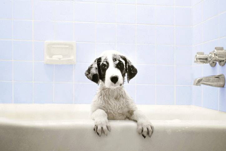 lavare il cane a casa