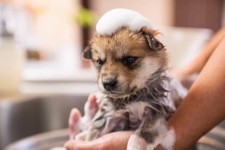 bagno cagnolino