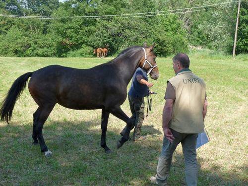 Cavallo del Ventasso