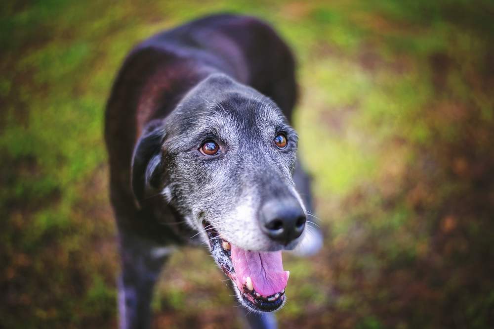 alzheimer canino