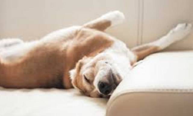 come rilassare il cane