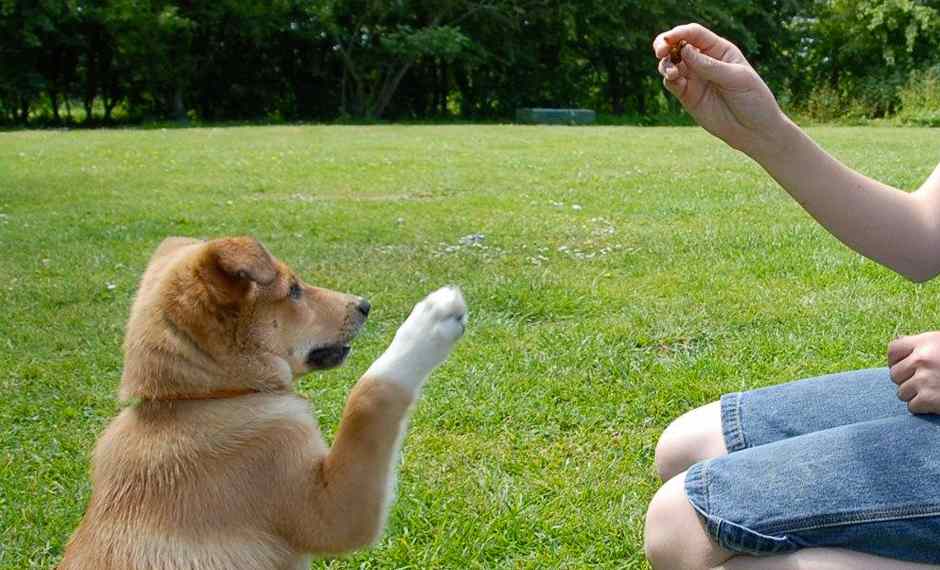 addestramento cane