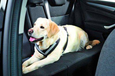 Cane con cintura