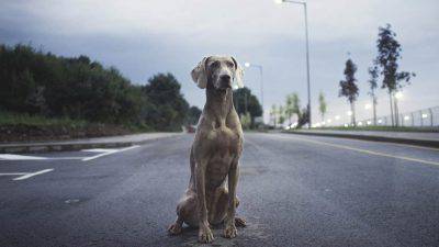 Cane in città