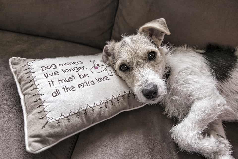 cane sereno