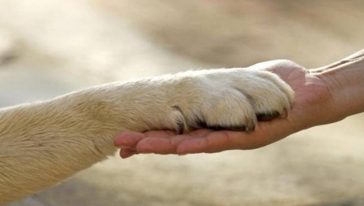 cane assomiglia padrone