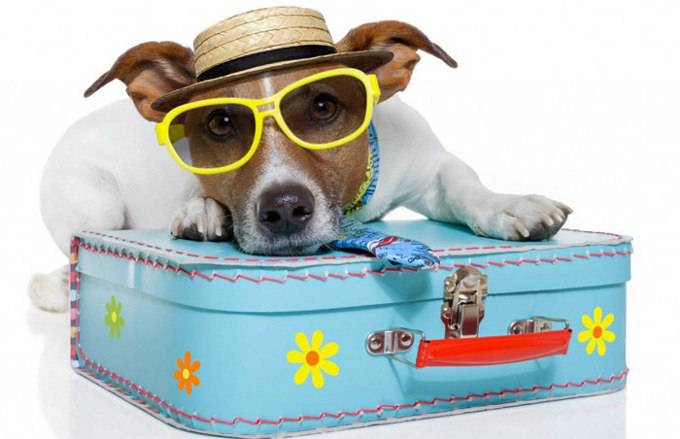 Cani in vacanza