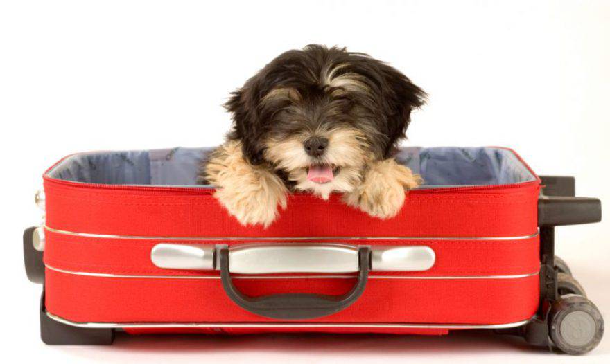 Viaggiare col cane