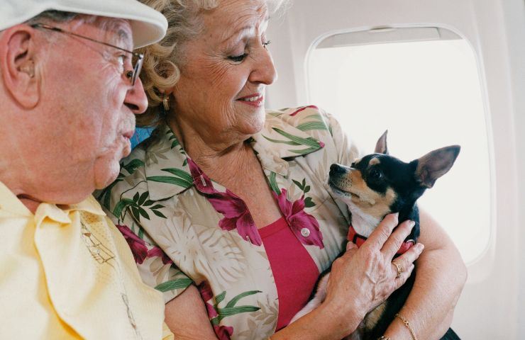 cagnolino in aereo con coppia di anziani