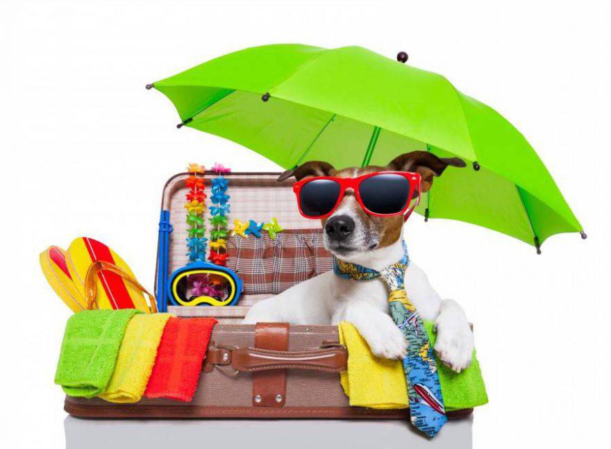 Cani in spiaggia