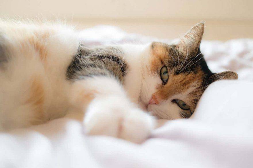 gatto fa rumore quando respira