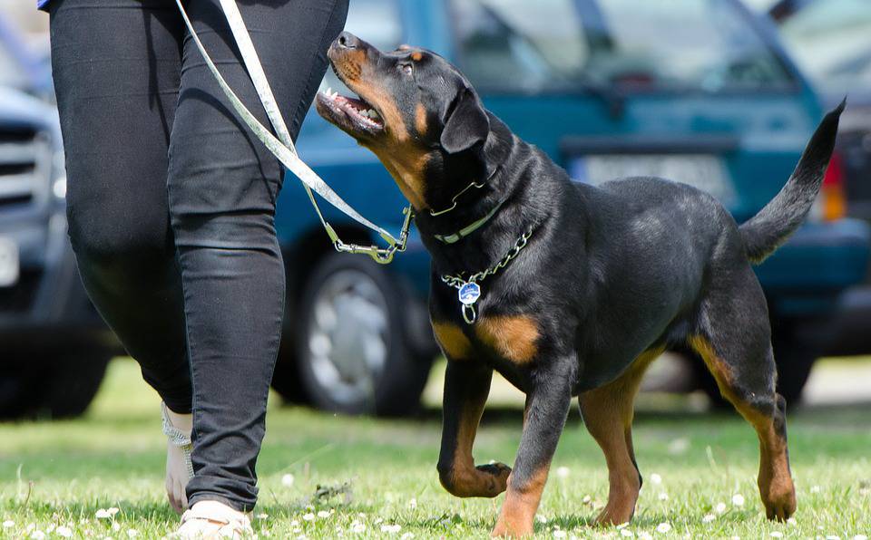 desensibilizzazione cane