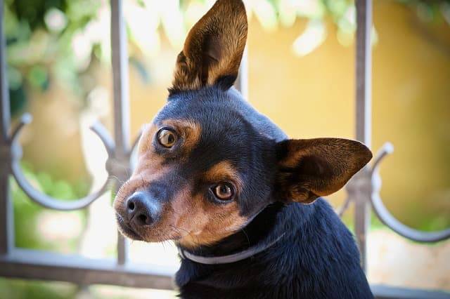 malattie dell'orecchio nel cane