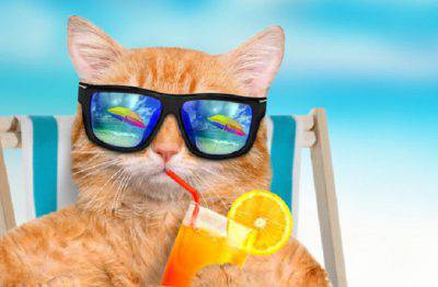 Gatti al sole