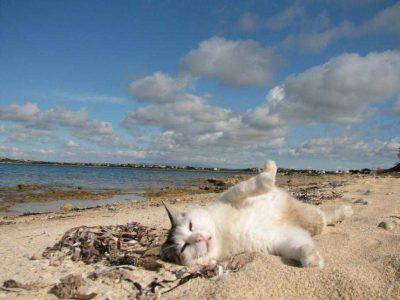 gatti al sole