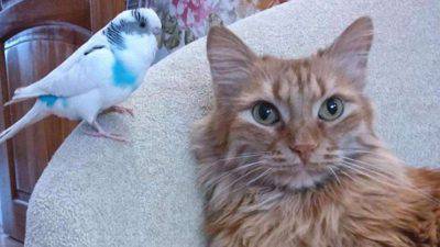 Gatti e uccelli