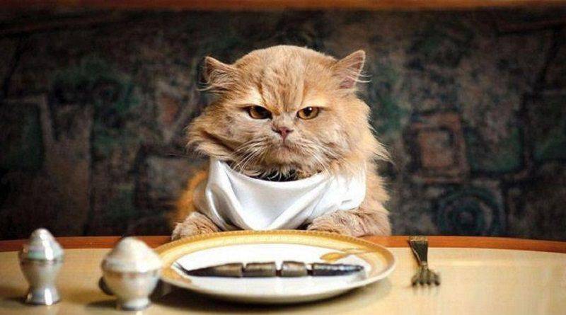 gatto anziano alimentazione