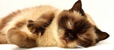 Gatto annoiato