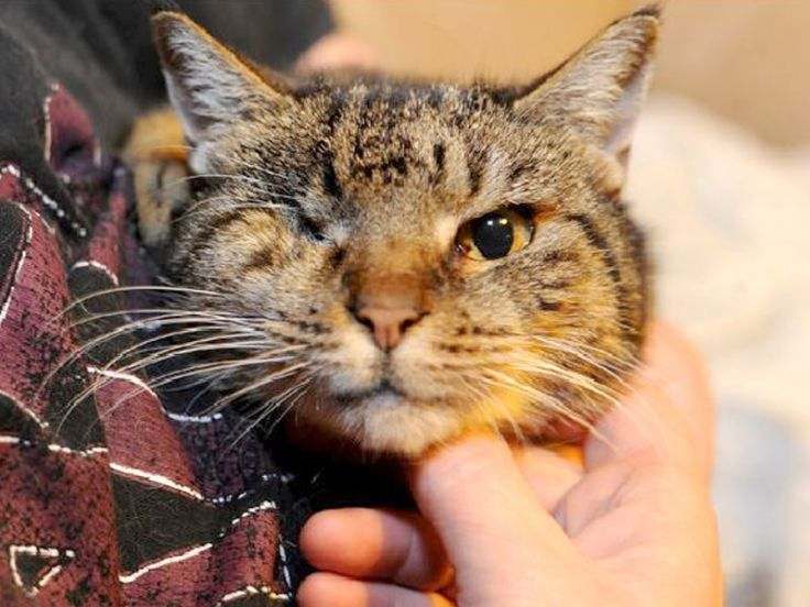 tanto sale gatto anziano