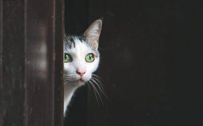 Gatto pauroso