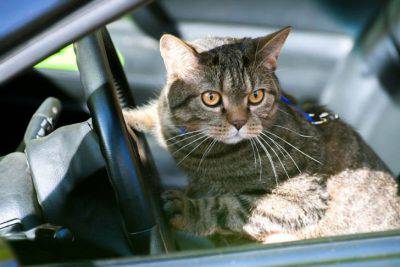 Gatto in macchina