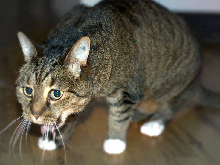 Gatto che non sta bene
