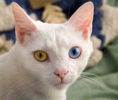Gatto con sguardo fisso per paura