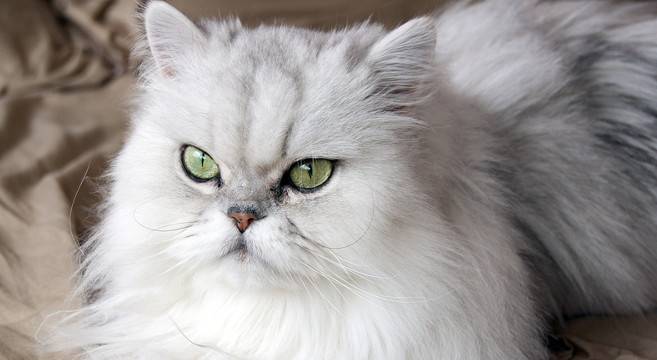 Gatto persiano